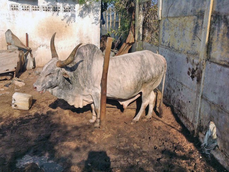 &Eacute;levage de bovins &agrave; Thecogas S&eacute;n&eacute;gal
