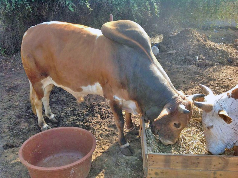&Eacute;levage de bovins &agrave; Thecogas S&eacute;n&eacute;gal