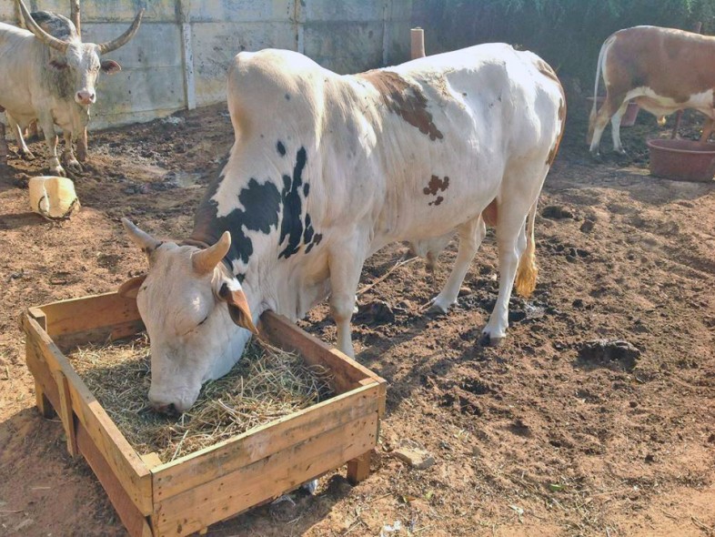 &Eacute;levage de bovins &agrave; Thecogas S&eacute;n&eacute;gal