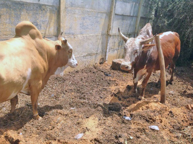&Eacute;levage de bovins &agrave; Thecogas S&eacute;n&eacute;gal