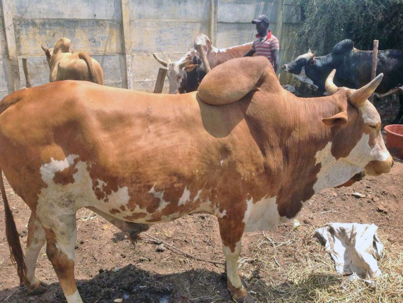 &Eacute;levage de bovins &agrave; Thecogas S&eacute;n&eacute;gal