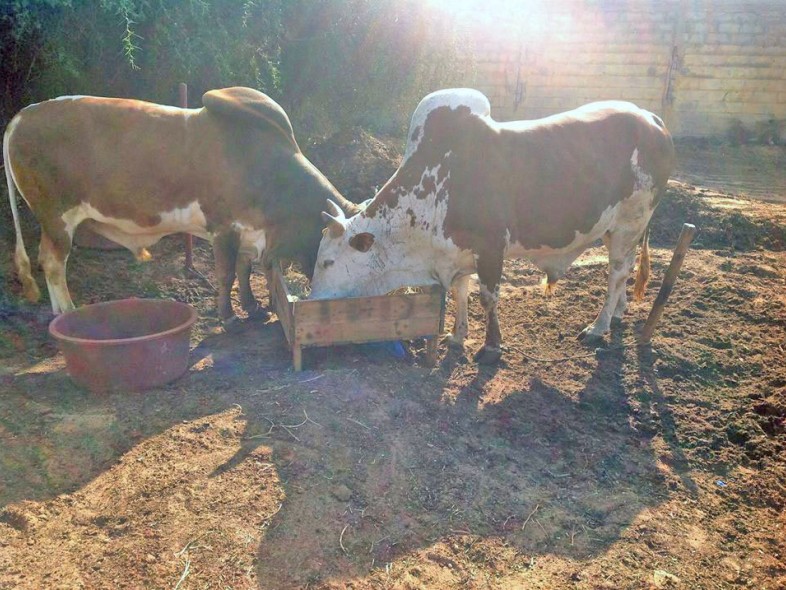 &Eacute;levage de bovins &agrave; Thecogas S&eacute;n&eacute;gal