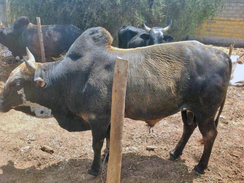 &Eacute;levage de bovins &agrave; Thecogas S&eacute;n&eacute;gal